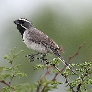 Black-throated Sparrow