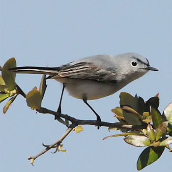 Blue-grey Gnatcatcher