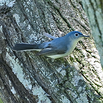Blue-grey Gnatcatcher