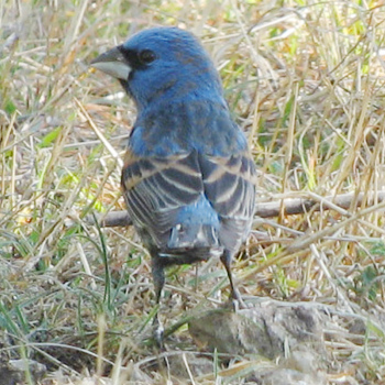 Blue Grosbeak