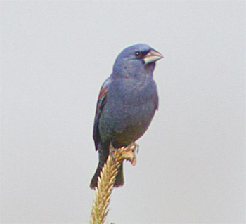 Blue Grosbeak