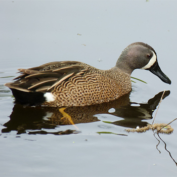 Blue-winged Teal