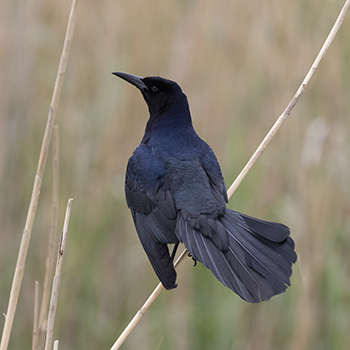 Boat-tailed Grackle