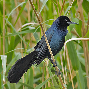 Boat-tailed Grackle