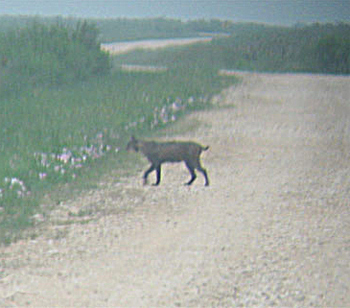Bobcat