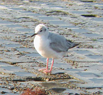 Bonaparte's Gulls
