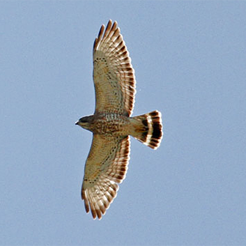 Broad-winged Hawk
