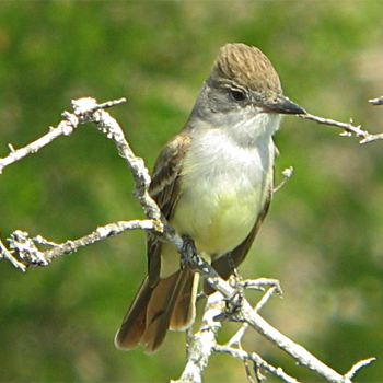 Brown-crested Flycatcher
