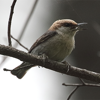 Brown-headed Nuthatch