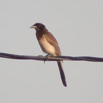 Brown Jay