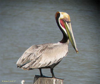 Brown Pelican