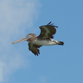 Brown Pelican