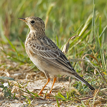 Buff-bellied Pipit