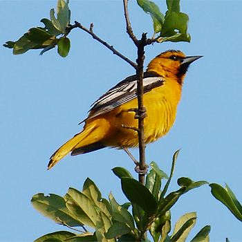 Bullock's  Oriole