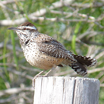 Cactus Wren
