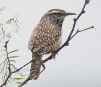 Cactus Wren