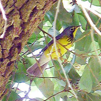 Canada Warbler