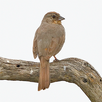 Canyon Towhee