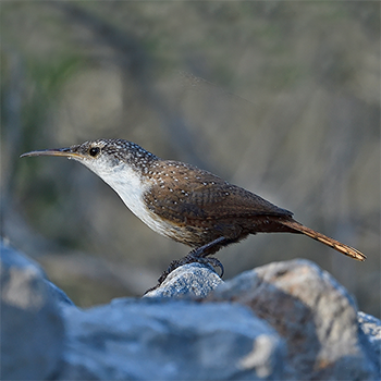 Canyon Wren