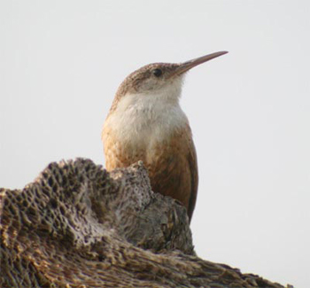 Canyon Wren