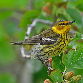 Cape May Warbler