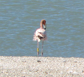 American Flamingo