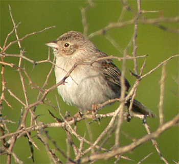 Cassin's Sparrow