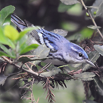 Cerulean Warbler
