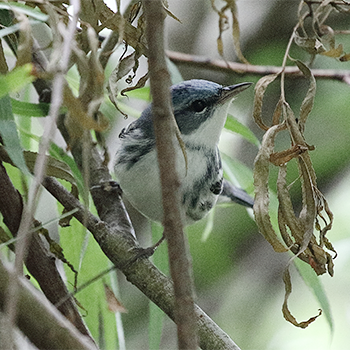 Cerulean Warbler
