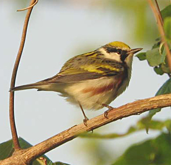 Chestnut-sided Warbler