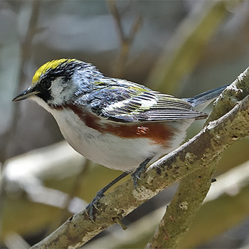 Chestnut-sided Warbler