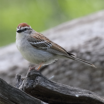 Chipping Sparrow