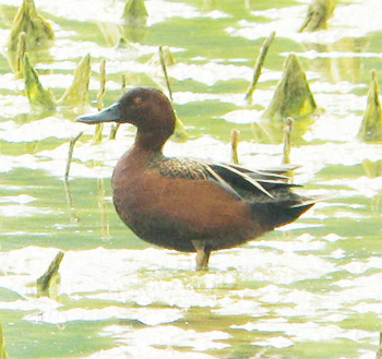 Cinnamon Teal