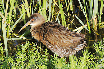 Clapper Rail
