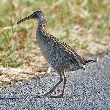 Clapper Rail