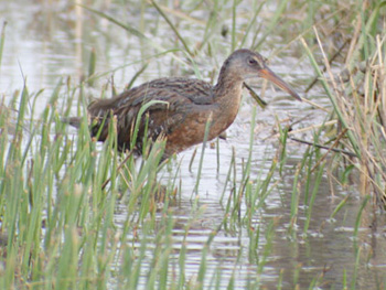 Clapper Rail