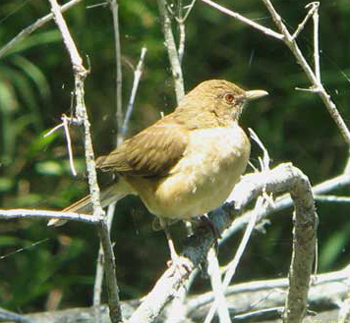 Clay-coloured Thrush
