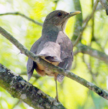 Clay-coloured Thrush
