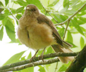 Clay-coloured Thrush
