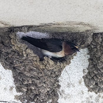 Cliff Swallow