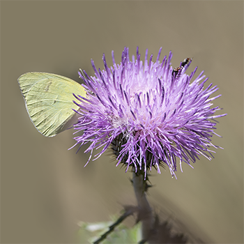 Cloudless Sulphur