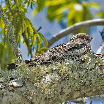 Common Nighthawk