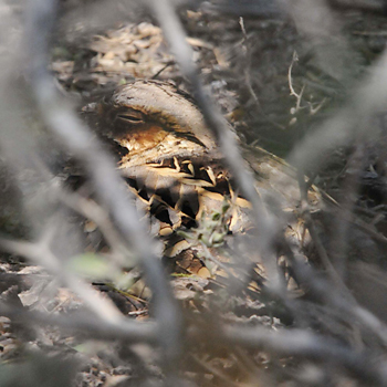 Common Pauraque