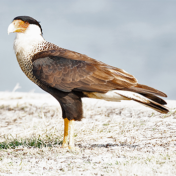 Crested Caracara