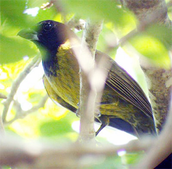 Crimson-collared Grosbeak