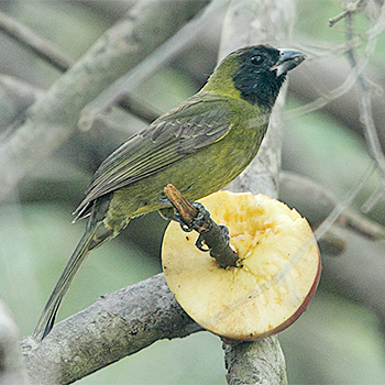 Crimson-collared Grosbeak