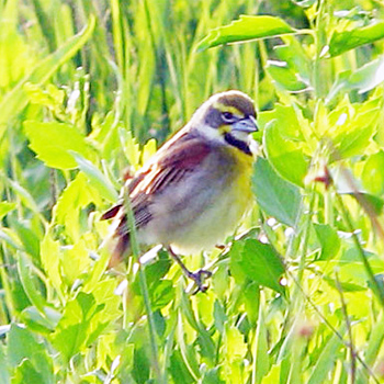 Dickcissel