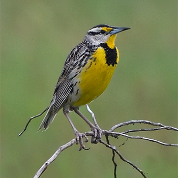 Eastern Meadowlark