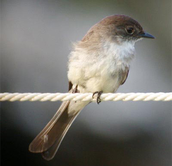 Eastern Phoebe