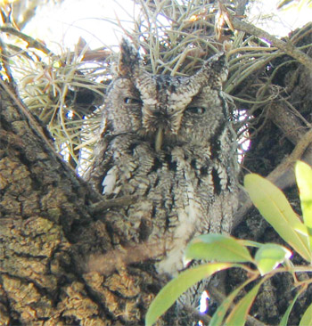 Eastern Screech-owl